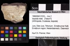 Foto (Objket + Etiketten) von Isopoda indet. 